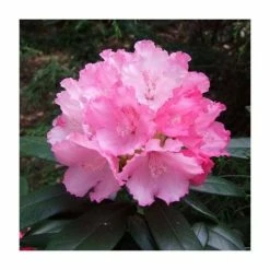 Best Pirce 😀 1ft Rhododendron 'Schneewittchen' | 3L Pot | Rhododendron Yakushimanum 🥰