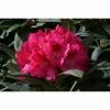 Promo 🌟 1ft Rhododendron 'Sneezey' | 3L Pot | Rhododendron Yakushimanum 🌟