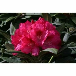 Promo 🌟 1ft Rhododendron 'Sneezey' | 3L Pot | Rhododendron Yakushimanum 🌟