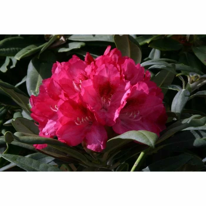 Promo ๐ 1ft Rhododendron 'Sneezey' | 3L Pot | Rhododendron Yakushimanum ๐ 1 Promo ๐ 1ft Rhododendron 'Sneezey' | 3L Pot | Rhododendron Yakushimanum ๐