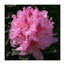 Hot Sale 😉 2ft Rhododendron 'Albert Schweitzer' | 7.5L Pot | Rhododendron Hybrid ❤️