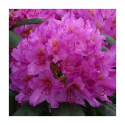 Promo ⌛ 2ft Rhododendron 'Delta' | 7.5L Pot | Rhododendron Hybrid 🧨