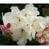 Outlet 🥰 2ft Rhododendron 'Dr Reiger' | 7.5L Pot | Rhododendron Hybrid 😉