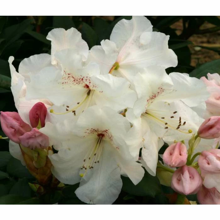 Outlet 🥰 2ft Rhododendron 'Dr Reiger' | 7.5L Pot | Rhododendron Hybrid 😉 1 Outlet 🥰 2ft Rhododendron 'Dr Reiger' | 7.5L Pot | Rhododendron Hybrid 😉