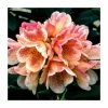 Deals 🛒 1ft Rhododendron 'Firelight' | 7.5L Pot | Compact Rhododendron ⭐
