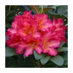 Brand new ❤️ 1ft Rhododendron 'Golden Gate' | 7.5L Pot | Compact Rhododendron 😉