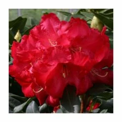 Hot Sale ✔️ 2ft Rhododendron 'Half Dan Lem' | 7.5L Pot | Rhododendron Hybrid 💯