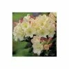 Best Sale ✨ 2ft Rhododendron 'Horizon Monarch' | 7.5L Pot | Rhododendron Hybrid 🎁