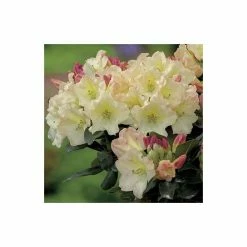 Best Sale ✨ 2ft Rhododendron 'Horizon Monarch' | 7.5L Pot | Rhododendron Hybrid 🎁