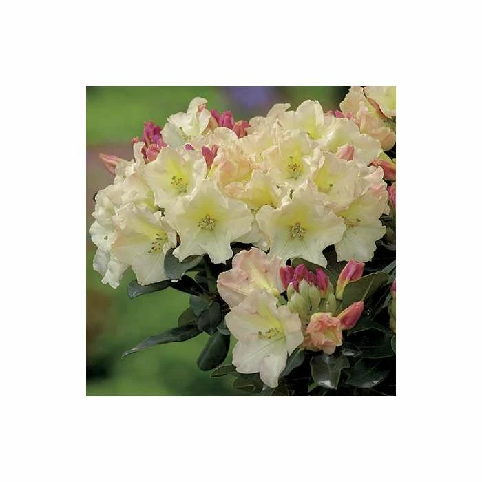 Best Sale โจ 2ft Rhododendron 'Horizon Monarch' | 7.5L Pot | Rhododendron Hybrid ๐ 1 Best Sale โจ 2ft Rhododendron 'Horizon Monarch' | 7.5L Pot | Rhododendron Hybrid ๐