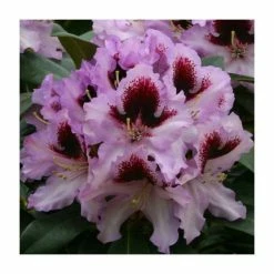 Budget ⭐ 1ft Rhododendron 'Kabaret' | 7.5L Pot | Compact Rhododendron 😍