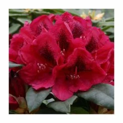 New 😍 2ft Rhododendron 'Lord Roberts ' | 7.5L Pot | Rhododendron Hybrid 😀