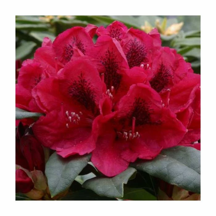 New ๐ 2ft Rhododendron 'Lord Roberts ' | 7.5L Pot | Rhododendron Hybrid ๐ 1 New ๐ 2ft Rhododendron 'Lord Roberts ' | 7.5L Pot | Rhododendron Hybrid ๐