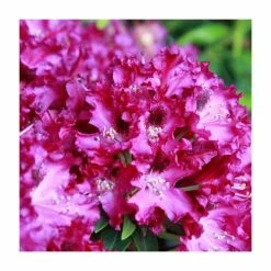 Discount 😉 1ft Rhododendron 'Marie Fortier ' | 7.5L Pot | Compact Rhododendron ⌛