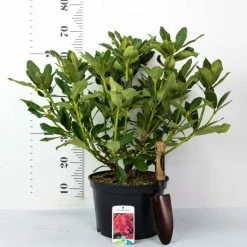 Best Sale 🌟 2ft Rhododendron 'Markeeta's Prize ' | 7.5L Pot | Rhododendron Hybrid 🛒 -Ornamental Shrubs Sales PL30262 add image 2 7d67