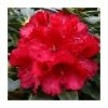 Best Sale 🌟 2ft Rhododendron 'Markeeta's Prize ' | 7.5L Pot | Rhododendron Hybrid 🛒