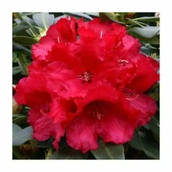 Best Sale π 2ft Rhododendron 'Markeeta's Prize ' | 7.5L Pot | Rhododendron Hybrid π