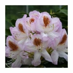 Brand new ⌛ 2ft Rhododendron 'Mrs T. H. Lowinsky ' | 7.5L Pot | Rhododendron Hybrid ✔️