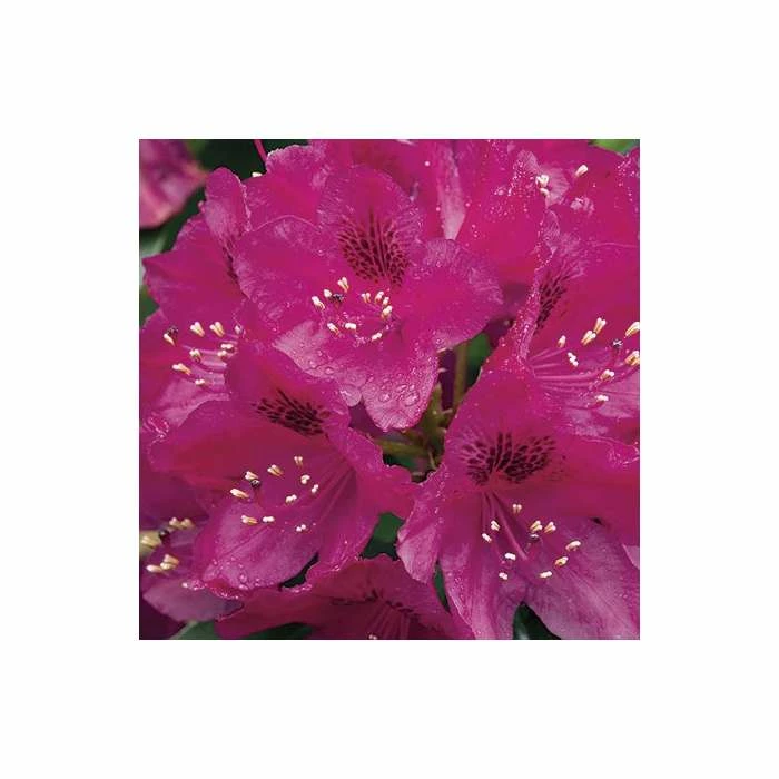 Cheap π 2ft Rhododendron 'Nova Zembla ' | 7.5L Pot | Rhododendron Hybrid π 2 Cheap π 2ft Rhododendron 'Nova Zembla ' | 7.5L Pot | Rhododendron Hybrid π - Image 2