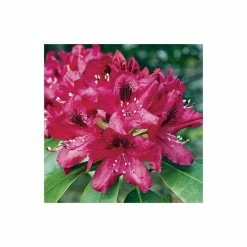 Cheap π 2ft Rhododendron 'Nova Zembla ' | 7.5L Pot | Rhododendron Hybrid π 7 Cheap π 2ft Rhododendron 'Nova Zembla ' | 7.5L Pot | Rhododendron Hybrid π -Ornamental Shrubs Sales PL30264 add image 2 f09d
