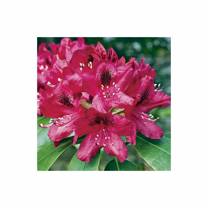 Cheap π 2ft Rhododendron 'Nova Zembla ' | 7.5L Pot | Rhododendron Hybrid π 3 Cheap π 2ft Rhododendron 'Nova Zembla ' | 7.5L Pot | Rhododendron Hybrid π - Image 3