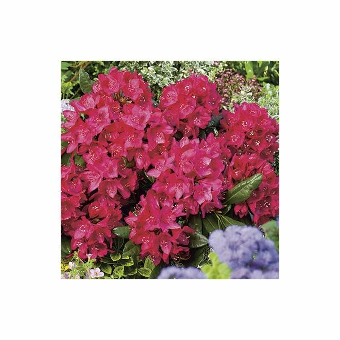 Cheap π 2ft Rhododendron 'Nova Zembla ' | 7.5L Pot | Rhododendron Hybrid π 4 Cheap π 2ft Rhododendron 'Nova Zembla ' | 7.5L Pot | Rhododendron Hybrid π - Image 4