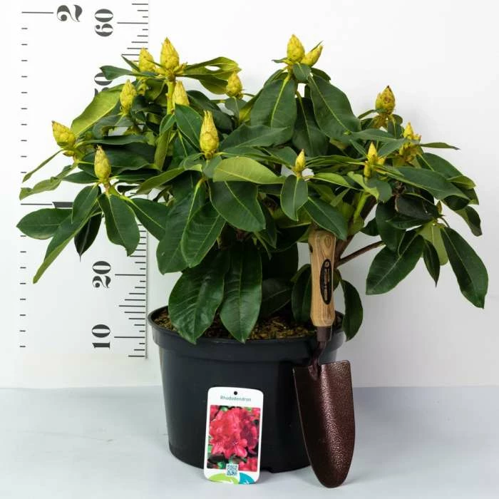 Cheap π 2ft Rhododendron 'Nova Zembla ' | 7.5L Pot | Rhododendron Hybrid π 5 Cheap π 2ft Rhododendron 'Nova Zembla ' | 7.5L Pot | Rhododendron Hybrid π - Image 5