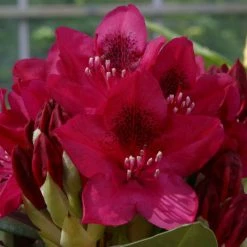 Cheap 🛒 2ft Rhododendron 'Nova Zembla ' | 7.5L Pot | Rhododendron Hybrid 🎉