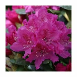 Best reviews of 🧨 2ft Rhododendron 'Rocket ' | 7.5L Pot | Rhododendron Hybrid 🎁