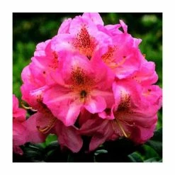 Promo ✨ 2ft Rhododendron 'Scintillation ' | 7.5L Pot | Rhododendron Hybrid 🧨