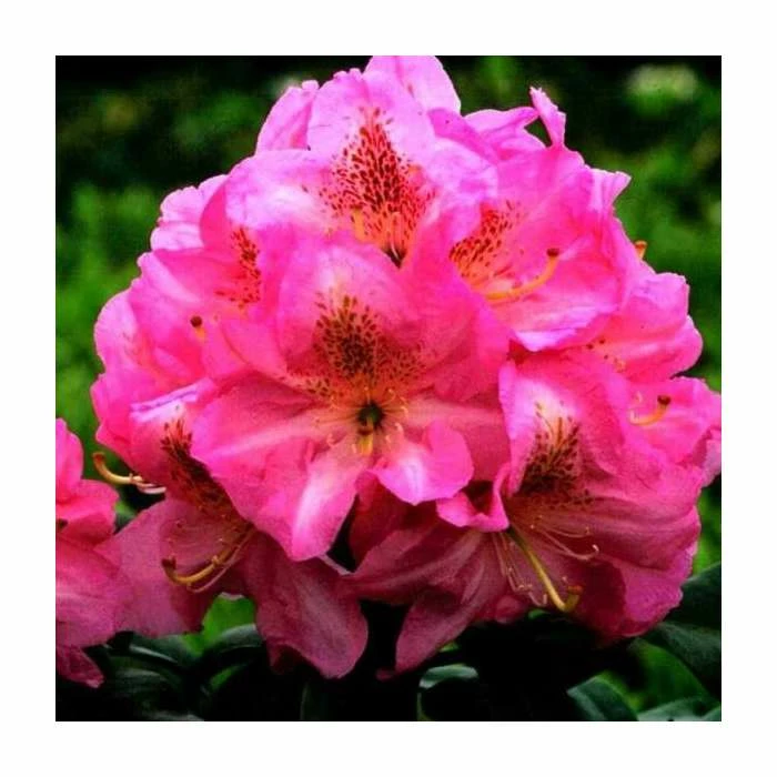 Promo โจ 2ft Rhododendron 'Scintillation ' | 7.5L Pot | Rhododendron Hybrid ๐งจ 1 Promo โจ 2ft Rhododendron 'Scintillation ' | 7.5L Pot | Rhododendron Hybrid ๐งจ