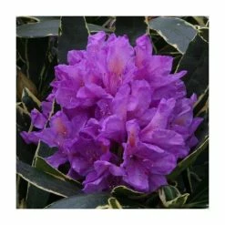 Coupon ✨ 2ft Rhododendron 'Silver Edge' | 7.5L Pot | Rhododendron Hybrid 👍
