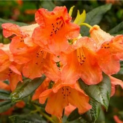 Flash Sale 🔥 1ft Rhododendron 'Tortoiseshell Orange' | 7.5L Pot | Compact Rhododendron ⭐