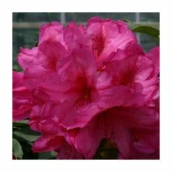 Top 10 🎉 2ft Rhododendron 'Van' | 7.5L Pot | Rhododendron Hybrid 🔥
