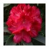 Buy 😀 2ft Rhododendron 'Wilgens Ruby' | 7.5L Pot | Rhododendron Hybrid 👏