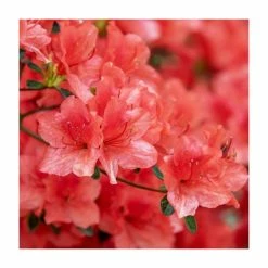 Wholesale 😉 40cm Azalea 'Rosa King' | 2 Litre Pot 😉