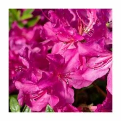 Flash Sale 🔔 40cm Azalea 'Elsie Lee' | 2 Litre Pot ✨