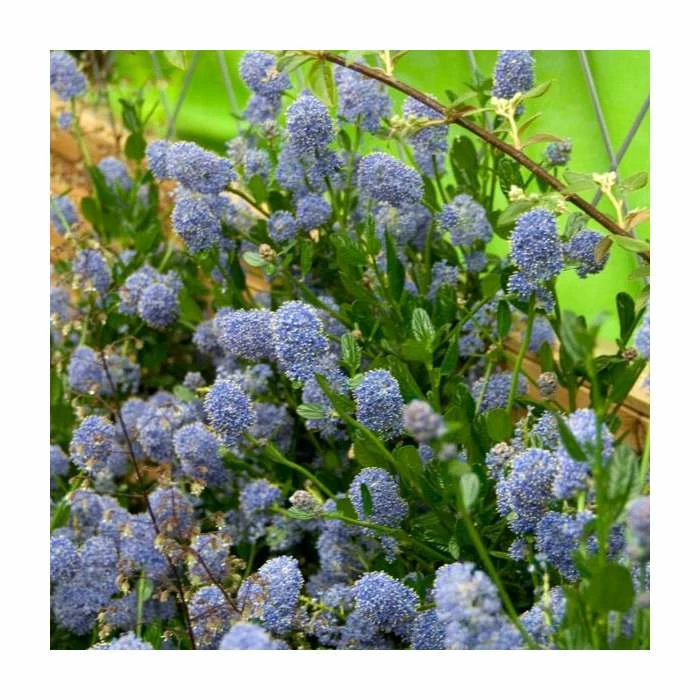 Buy 🥰 40cm Ceanothus 'Skylark' | 2 Litre Pot 🎉 1 Buy 🥰 40cm Ceanothus 'Skylark' | 2 Litre Pot 🎉