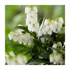 Best reviews of 🥰 40cm Pieris Forest Flame | 2 Litre Pot ✔️