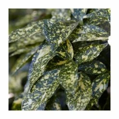 Hot Sale 😍 40cm Aucuba Japonica | 2 Litre Pot 🔥