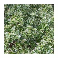 Hot Sale ✨ 40cm Euonymus 'Emerald Gaiety' | 2 Litre Pot ⭐