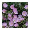 Wholesale 😍 40cm Cistus argenteus 'Silver Pink' | 2 Litre Pot 🔔