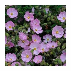 Wholesale 😍 40cm Cistus argenteus 'Silver Pink' | 2 Litre Pot 🔔