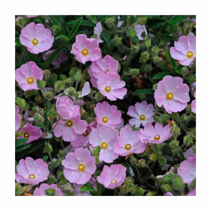 Wholesale ๐ 40cm Cistus argenteus 'Silver Pink' | 2 Litre Pot ๐ 1 Wholesale ๐ 40cm Cistus argenteus 'Silver Pink' | 2 Litre Pot ๐