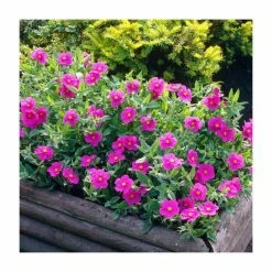 Brand new 🌟 40cm Cistus argenteus 'Sunset' | 2 Litre Pot 🌟