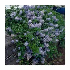 Hot Sale 🔥 40cm Ceanothus repens | 2 Litre Pot ❤️