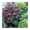 Deals 🔔 40cm Camellia Blood of China | 2 Litre Pot ❤️