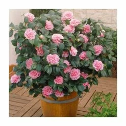Deals 🔔 40cm Camellia Pink | 2 Litre Pot 🤩