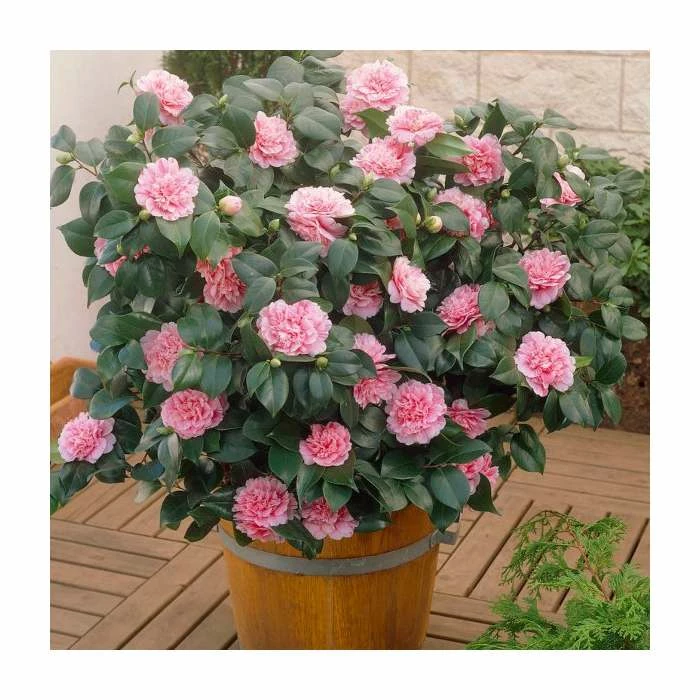 Deals 🔔 40cm Camellia Pink | 2 Litre Pot 🤩 1 Deals 🔔 40cm Camellia Pink | 2 Litre Pot 🤩