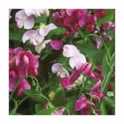 Flash Sale 🔥 40cm Everlasting Pea Mixed | 2 Litre Pot 👍